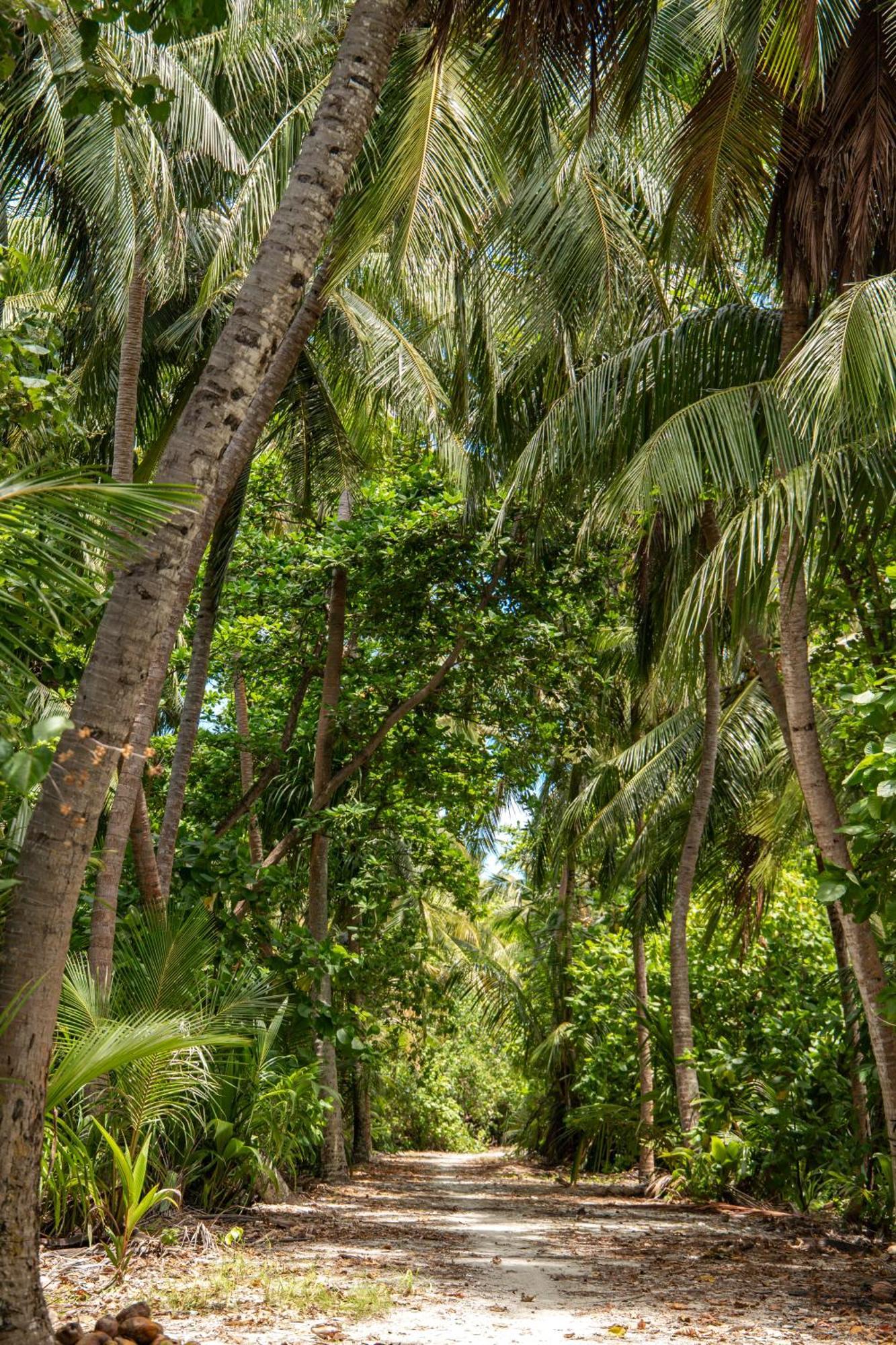 Hotel Tropical Tree Fehendhoo Exterior foto